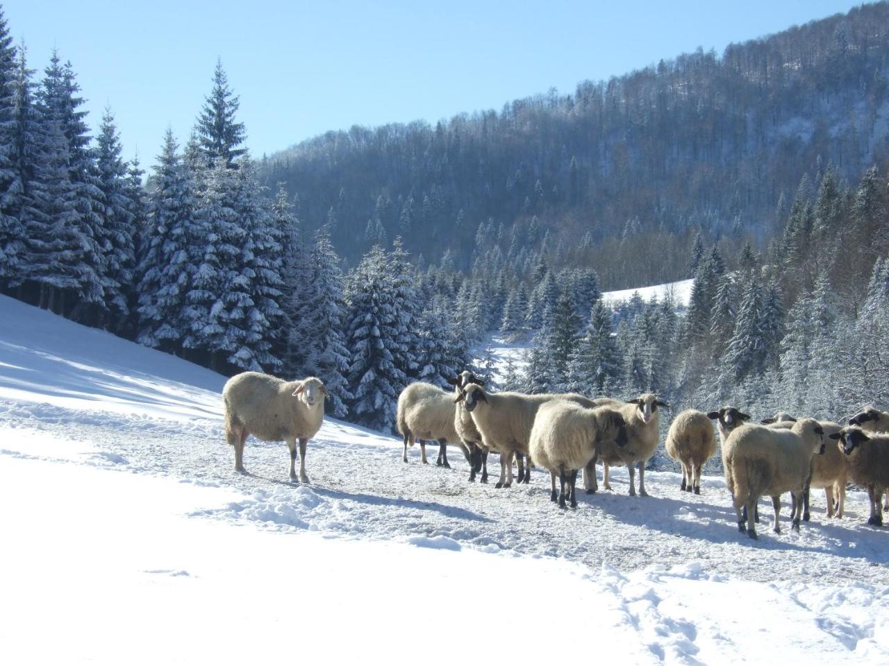 Planinski Mir Zaovine ภายนอก รูปภาพ