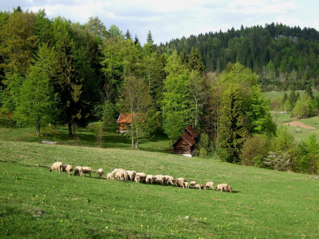 Planinski Mir Zaovine ภายนอก รูปภาพ